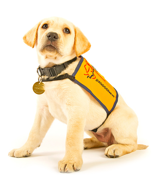 Guide Dog in Training